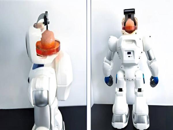 La nueva tecnología que le da a los robots un cerebro hecho de células humanas