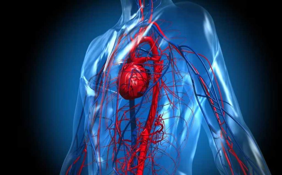 sistema cardiovascular