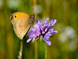 Biodiversidad en Suiza