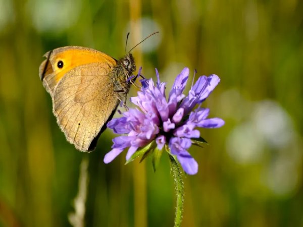 Suiza, uno de los países con más especies naturales amenazadas